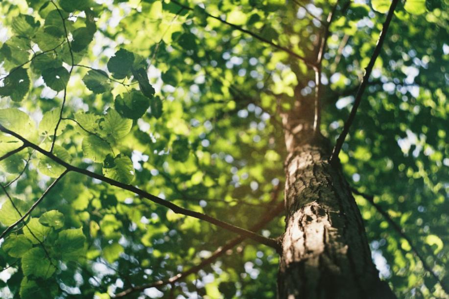 Sunlight filtering through vibrant green tree leaves and branches, creating a peaceful natural canopy that reflects the serene landscape of cemeteries Broken Arrow, OK.